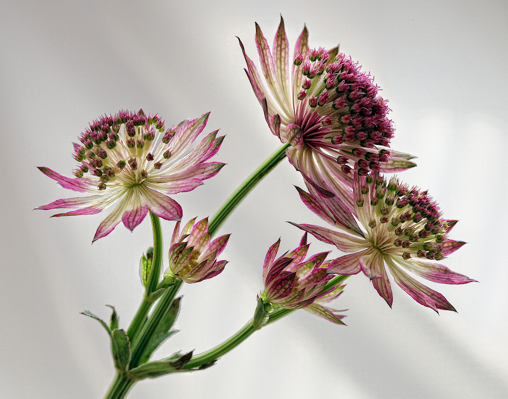 Astrantia ...