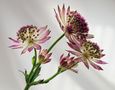 Astrantia ... von Heidi Schönberg