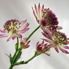 Astrantia ...