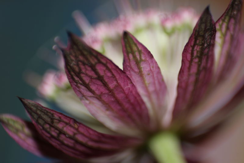 Astrantia