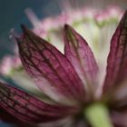 Astrantia