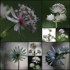 Astrantia major