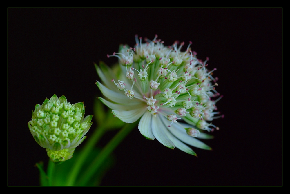 astrantia major