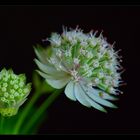 astrantia major