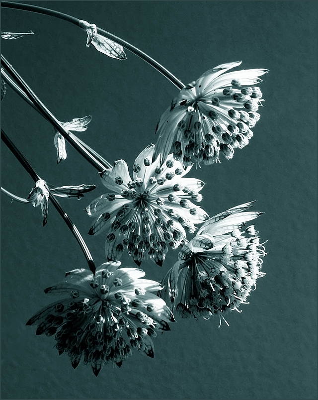 Astrantia major