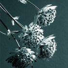 Astrantia major