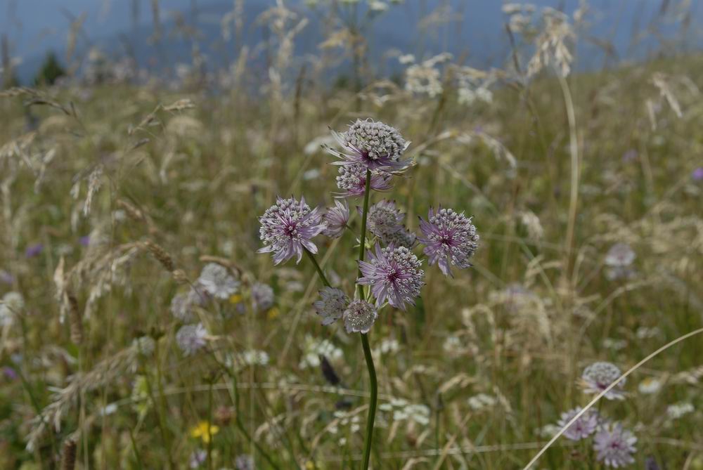 Astrantia major