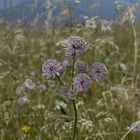 Astrantia major