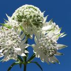 Astrantia major