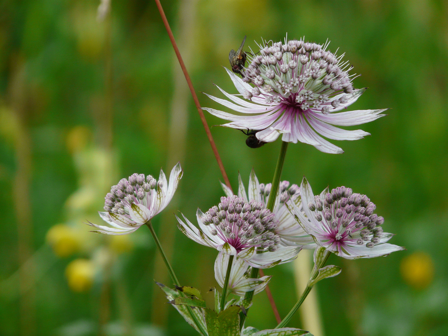 astrantia major - große Sterndolde