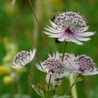 astrantia major - große Sterndolde