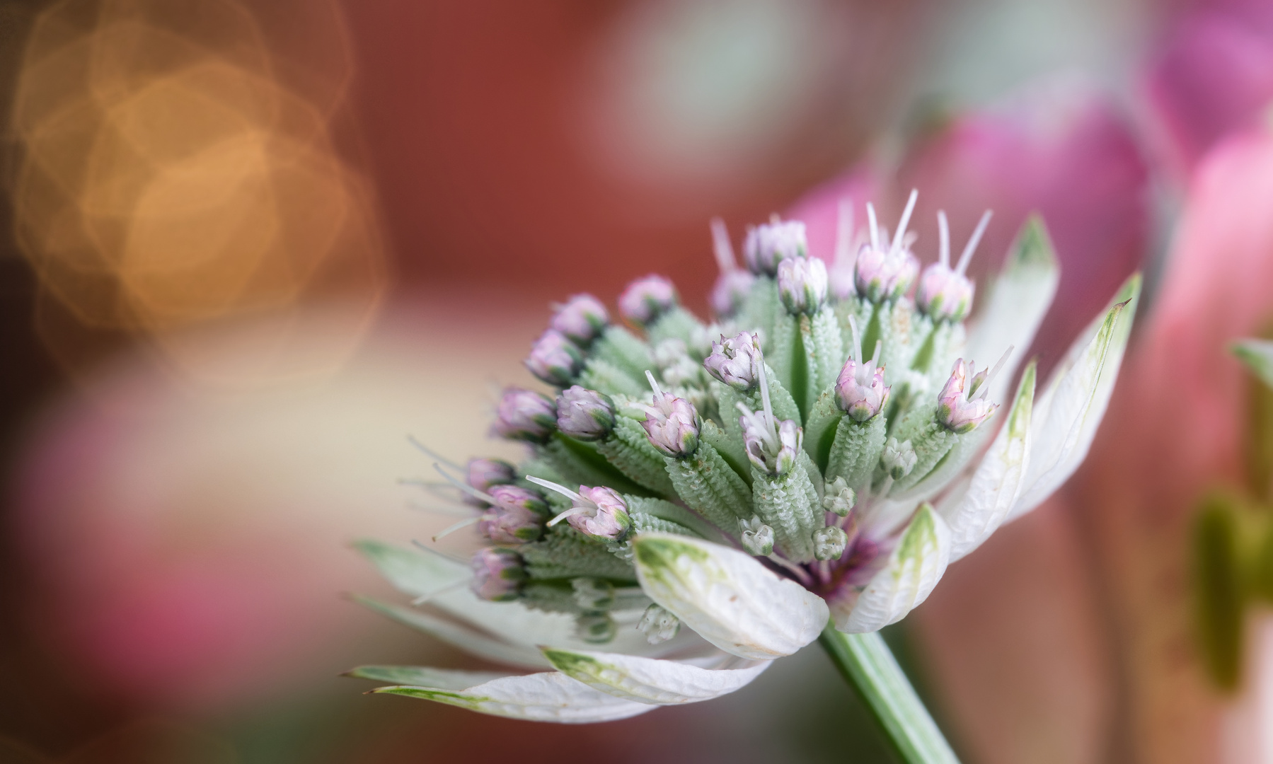 Astrantia major Rosea