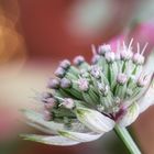 Astrantia major Rosea