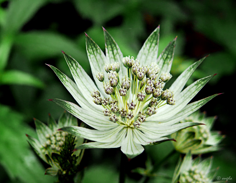 Astrantia major (sanícula hembra)