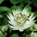 Astrantia major (sanícula hembra)