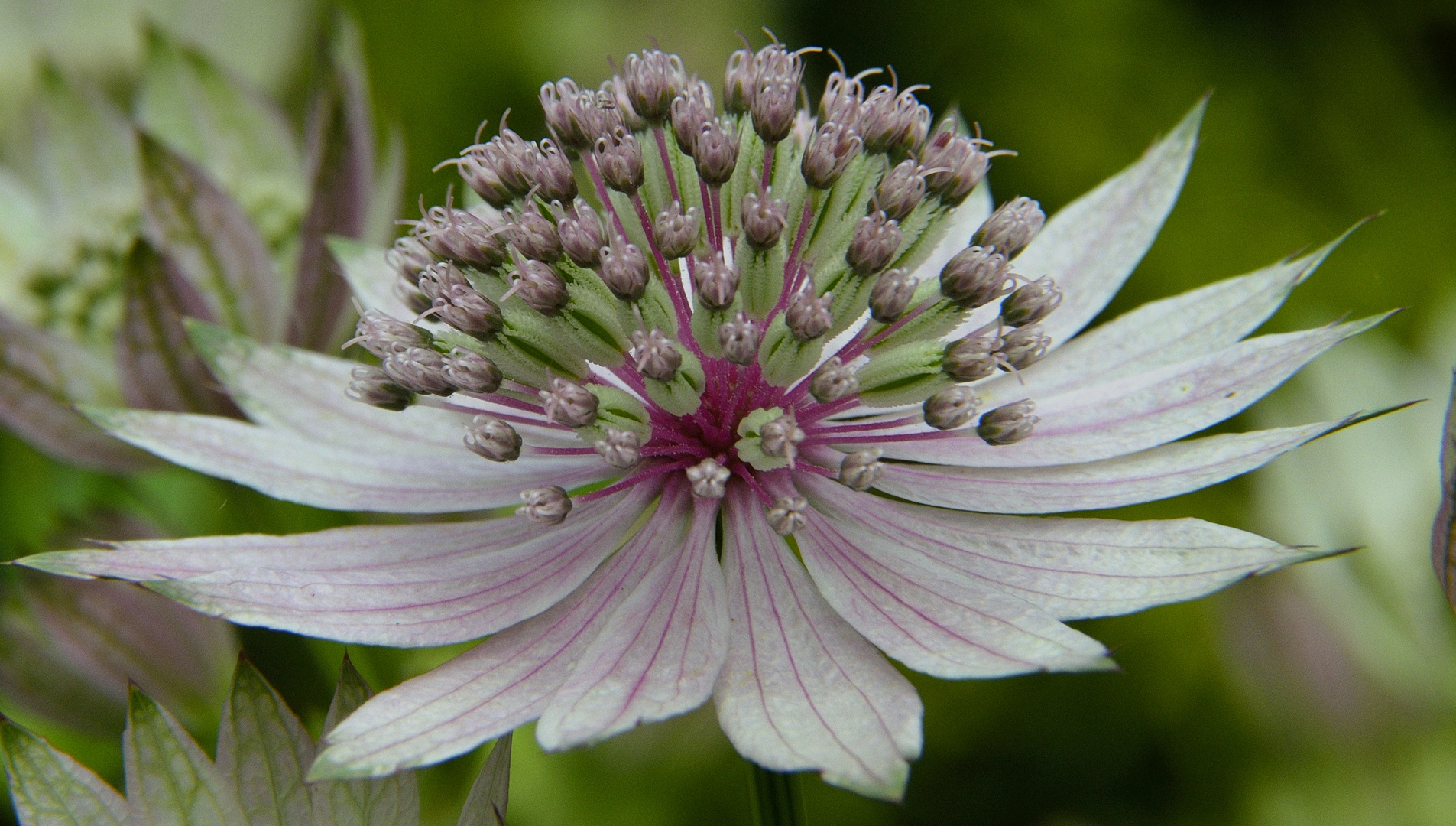 Astrantia-major, Sterndolde rosa-weiß