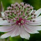 Astrantia-major, Sterndolde rosa-weiß