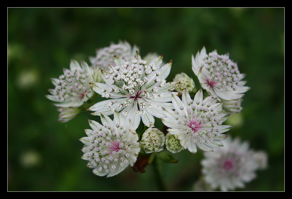 Astrantia major 'Sunningdale Variegated'