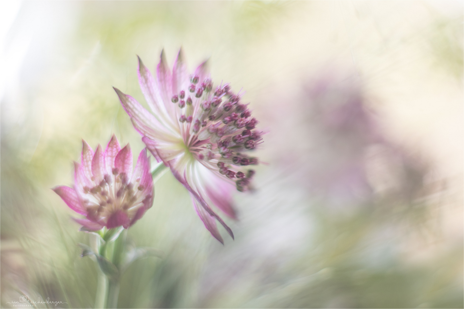 Astrantia - Sterndolde / 2. Variante