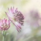 Astrantia - Sterndolde / 2. Variante