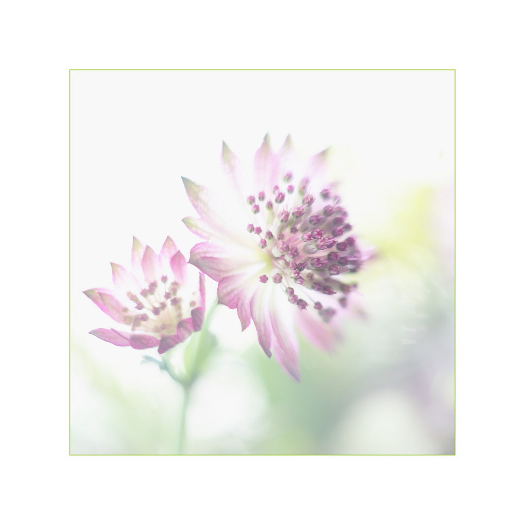 Astrantia - Sterndolde / 3. Variante