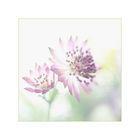 Astrantia - Sterndolde / 3. Variante