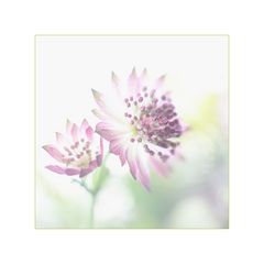 Astrantia - Sterndolde / 3. Variante