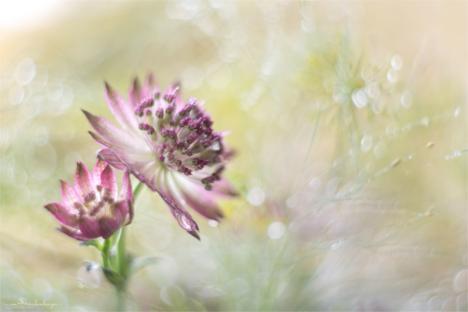 Astrantia - Sterndolde / Altglas 