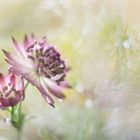 Astrantia - Sterndolde / Altglas 