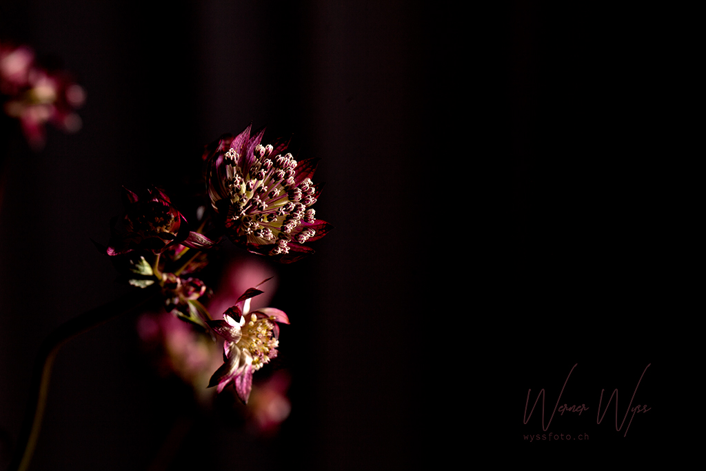 astrantia_major_grosse_strendolde