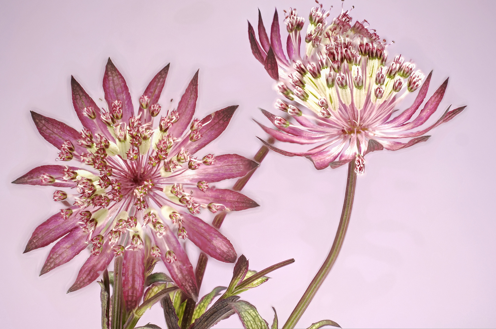 Astrantien