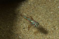 Astrapogon puncticulatus - Schwarzflossenkardinalbarsch