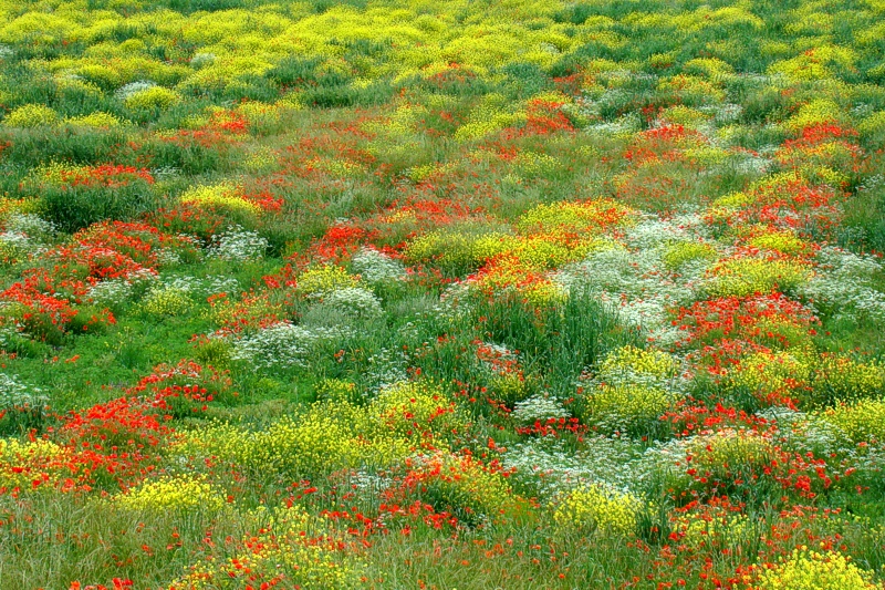 Astratto in natura