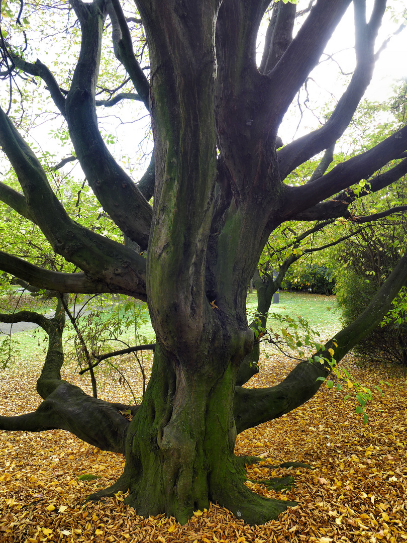 Astreiner Baum