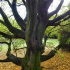 Astreiner Baum