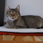 User Profile Photo
