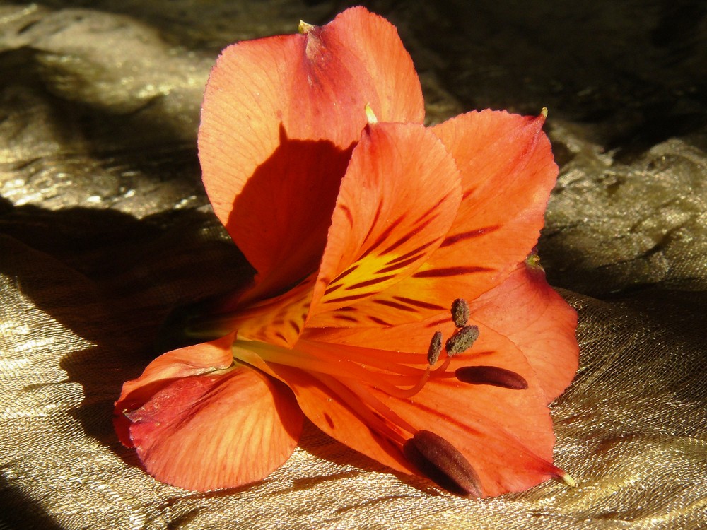 Astromelia (Alstroemeria spp.) caida