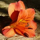 Astromelia (Alstroemeria spp.) caida