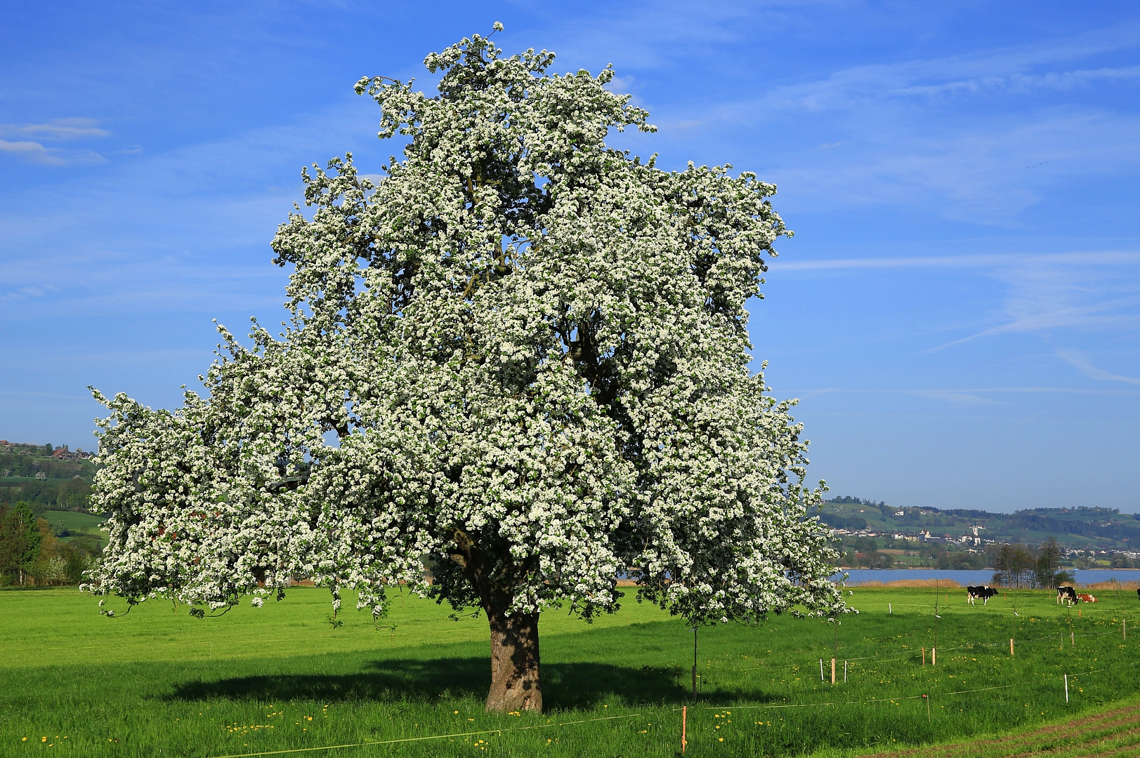 Astronomischer Frühlingsanfang - Tagundnachtgleiche