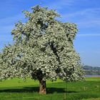 Astronomischer Frühlingsanfang - Tagundnachtgleiche