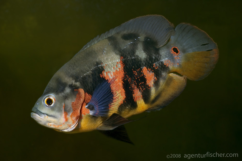 astronotus