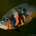 astronotus