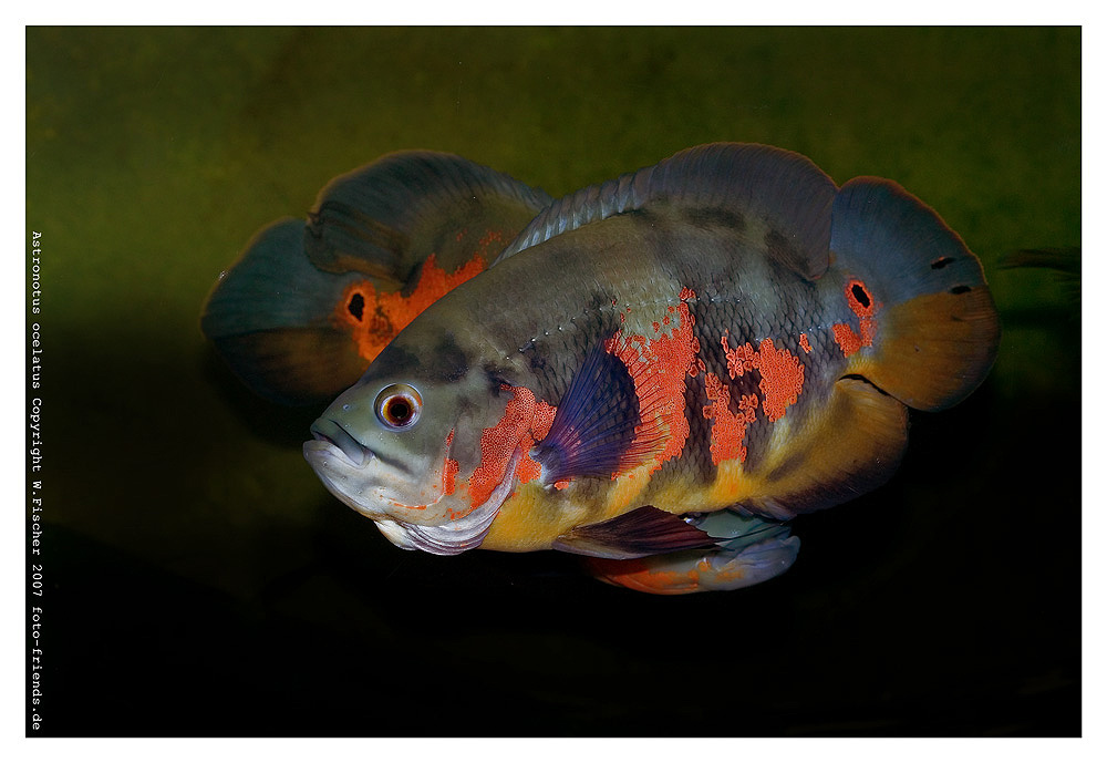 Astronotus