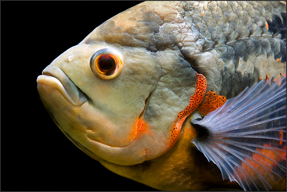 *astronotus*