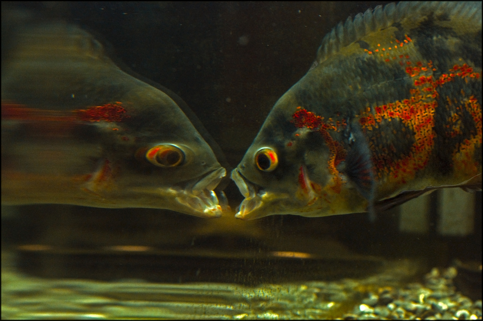 Astronotus "Oscar" allo Specchio...