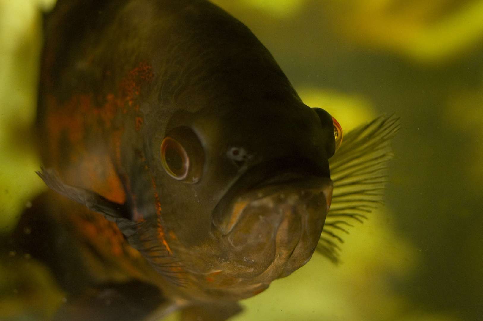 Astronotus "Oscar" in penombra.