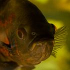 Astronotus "Oscar" in penombra.