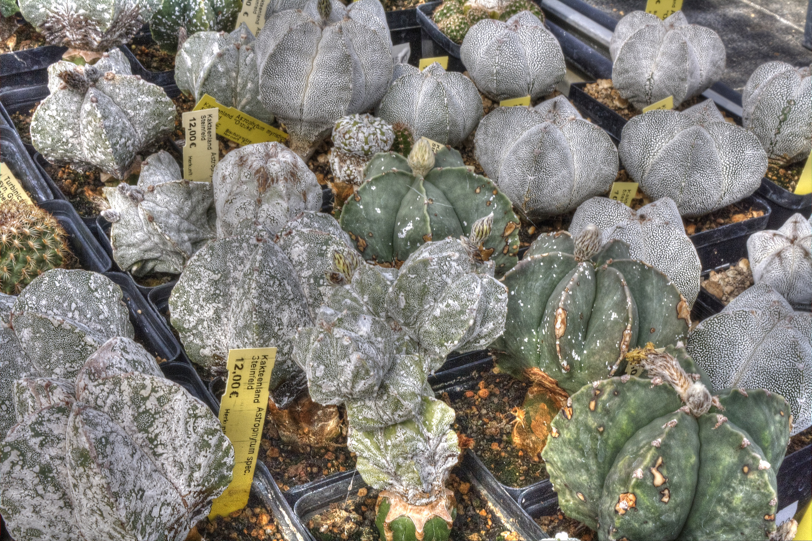 Astrophytum