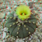 Astrophytum asterias