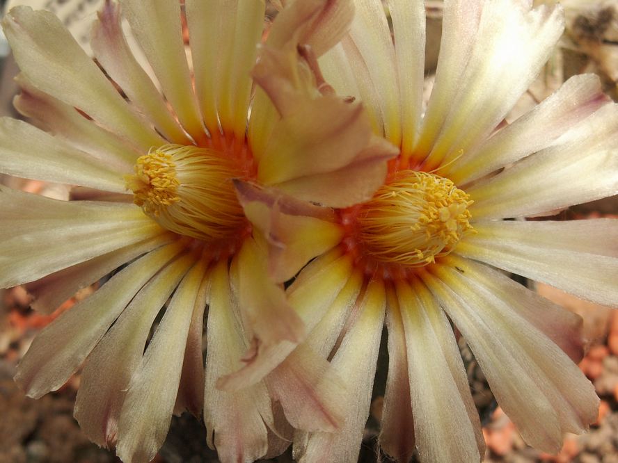 Astrophytum asterias 1